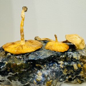 IMG 0265